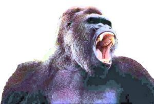 Gorilla5