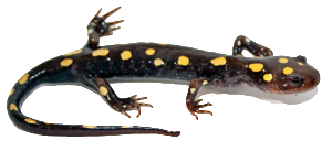 Salamander