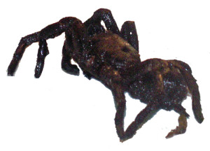 Tarantula